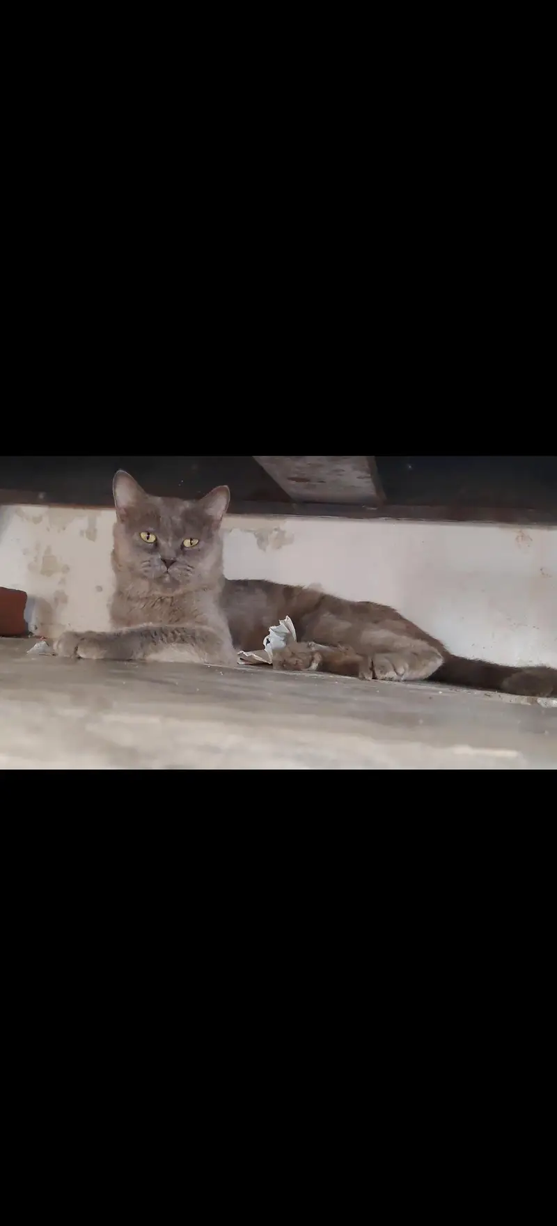 yellow button eyes healthy male cat — photo 4