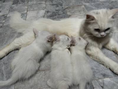 cat sell