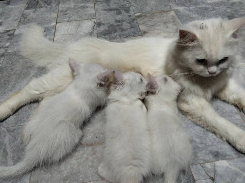 cat sell 0