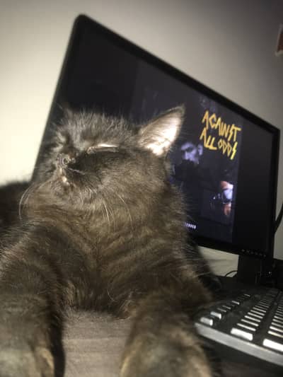 Double coated persian male cat urgent sell