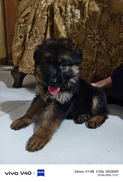 TOP QUALITY GERMAN SHEPHERD FEMALE PUP AVAILABLE FOR SALE