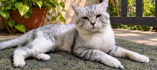 tiger print male cat American