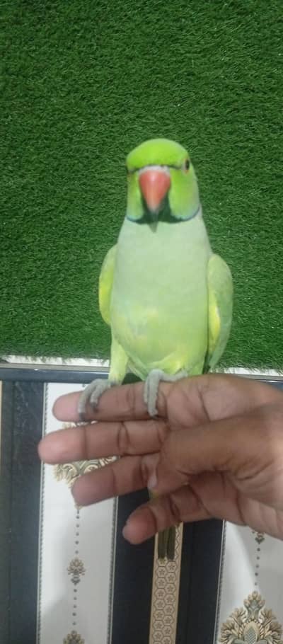 hand tame talking bird