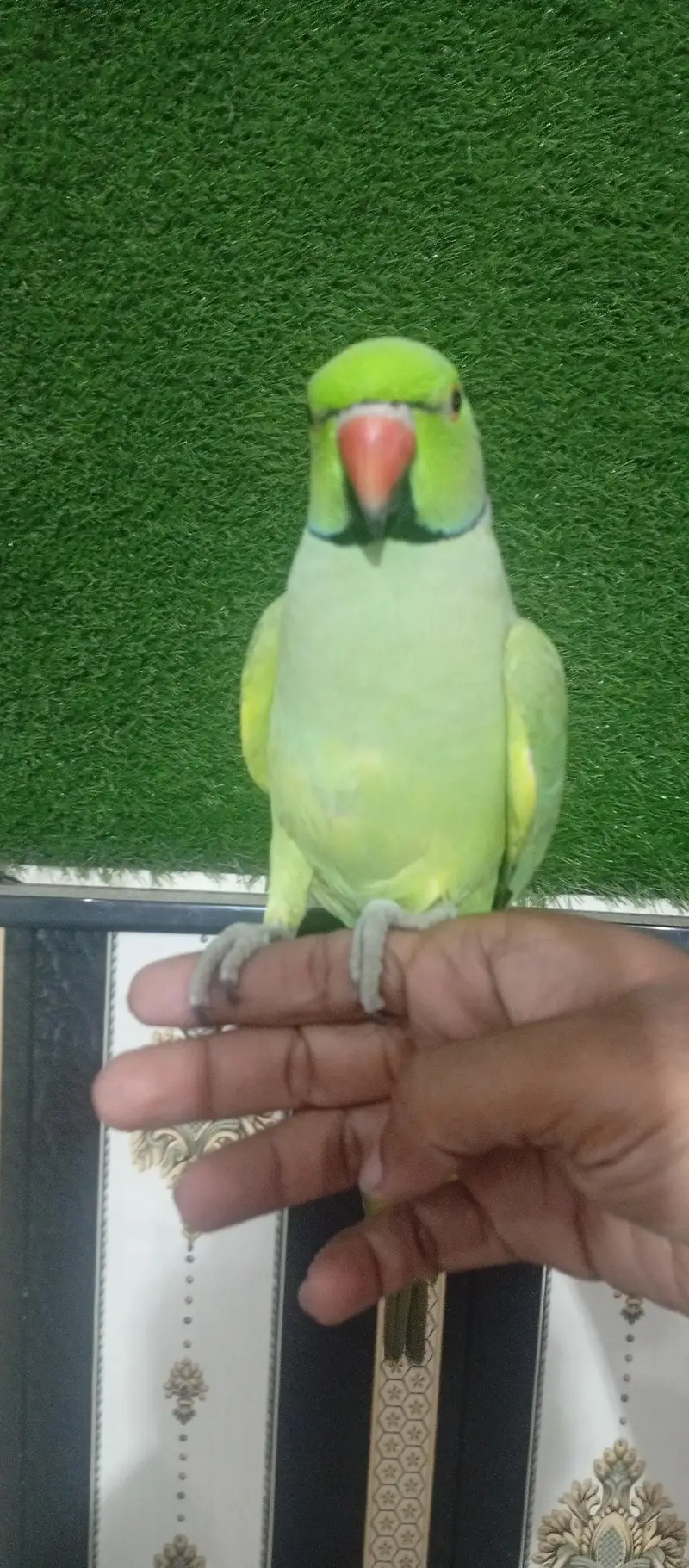 hand tame talking bird