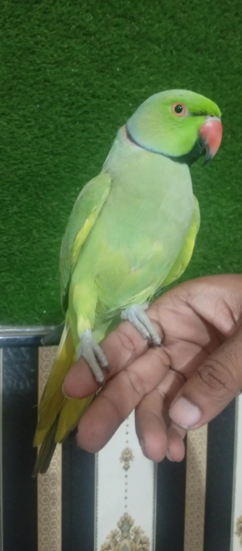 hand tame talking bird — photo 2