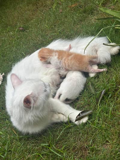 Persian cat n 2 babiesp