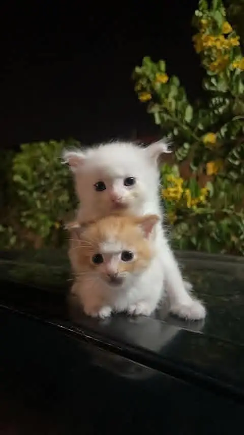 Persian cat n 2 babiesp — photo 2