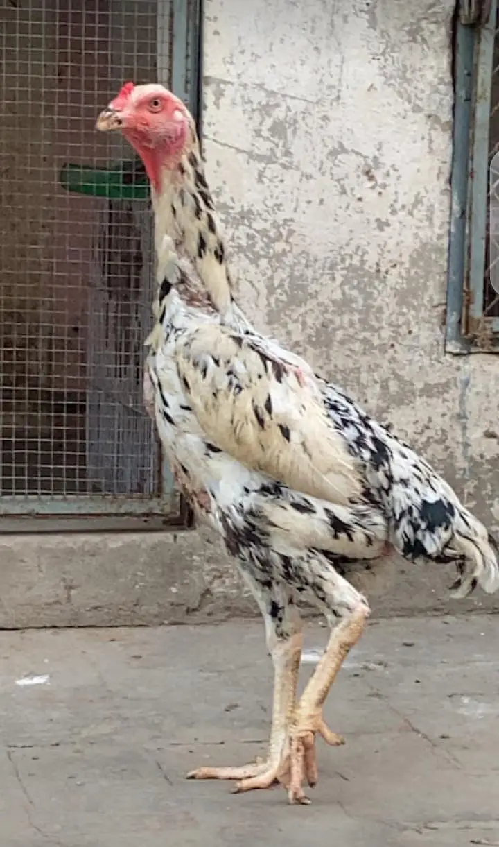 white o Shamoo — photo 3