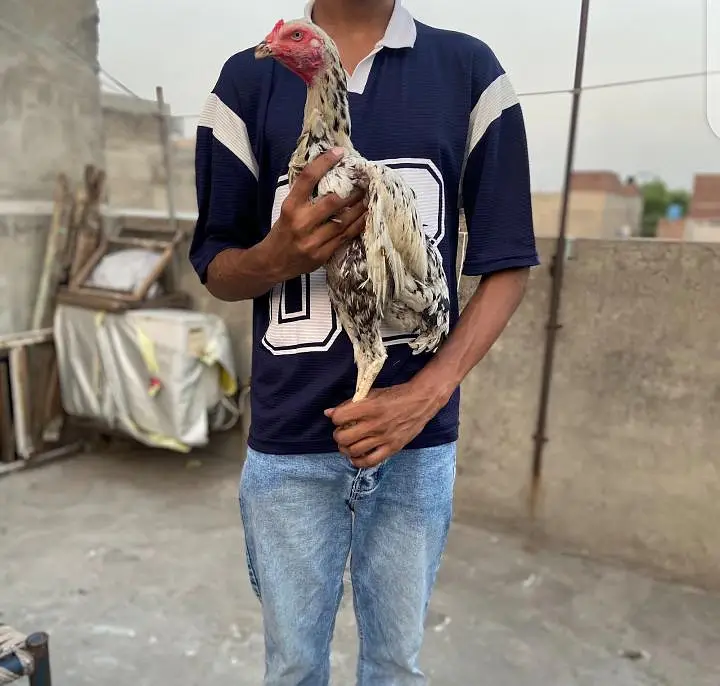 white o Shamoo — photo 4