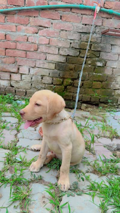 Labrador puppy male