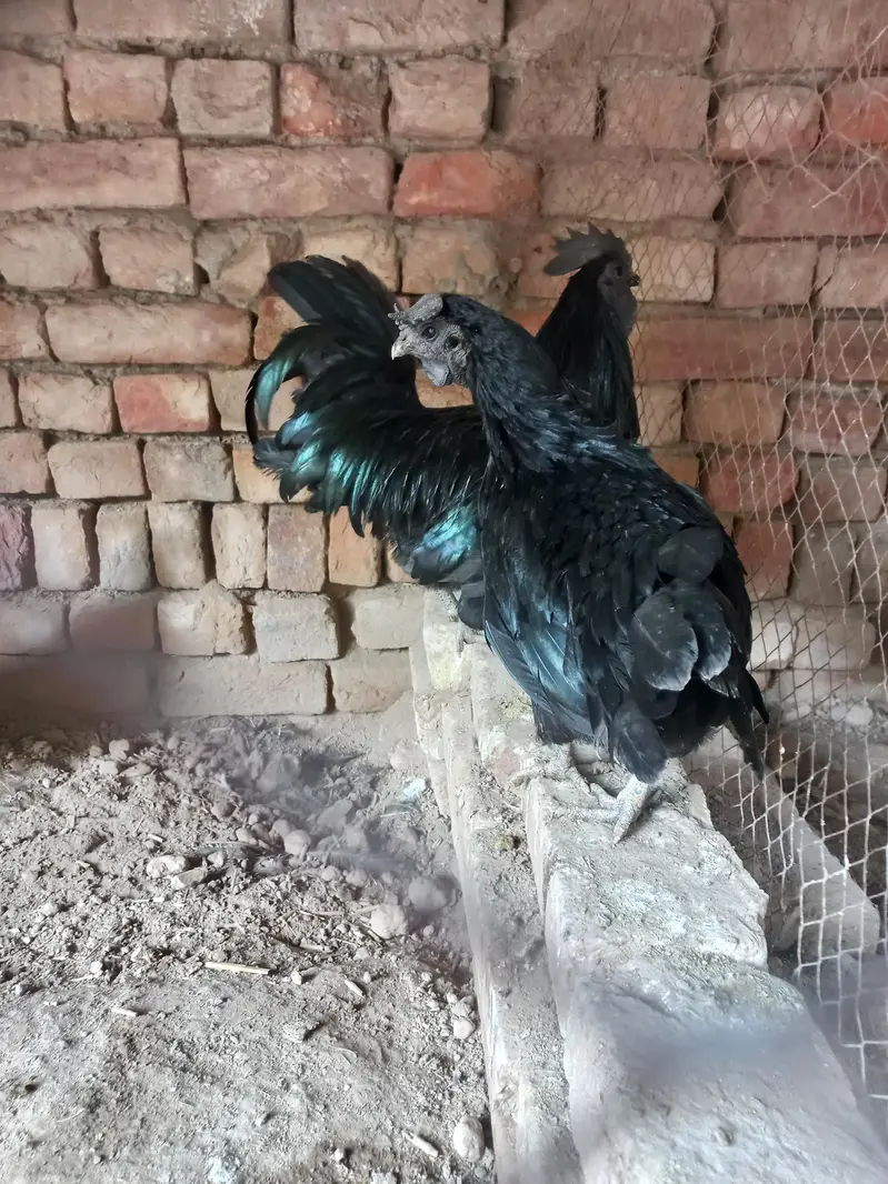 Ayeam samani egg laying 1 male 2 female