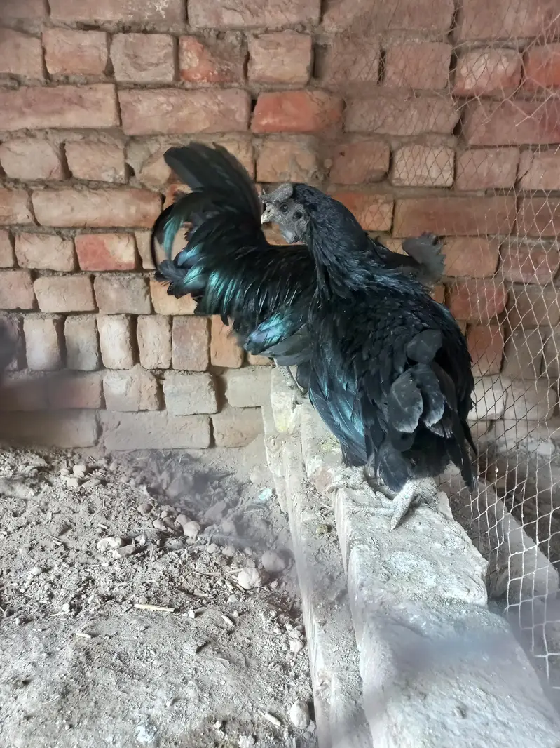 Ayeam samani egg laying 1 male 2 female — photo 2