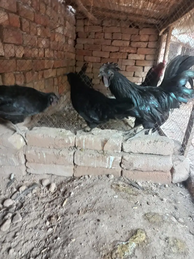 Ayeam samani egg laying 1 male 2 female — photo 3