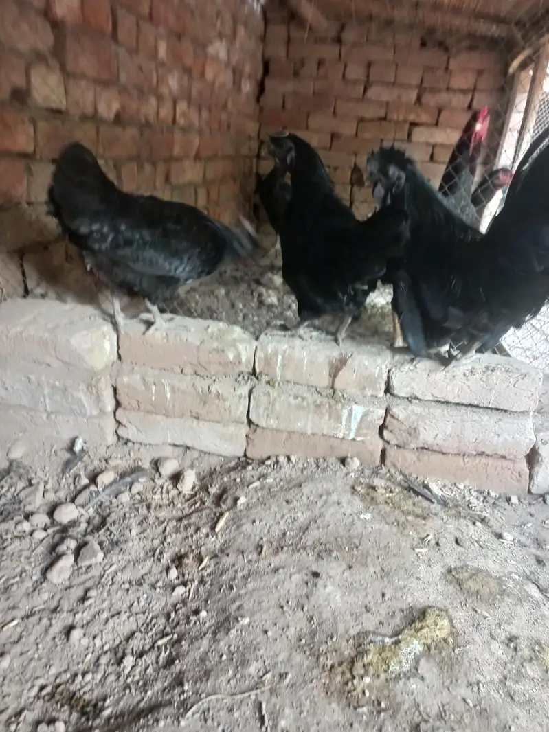 Ayeam samani egg laying 1 male 2 female — photo 4