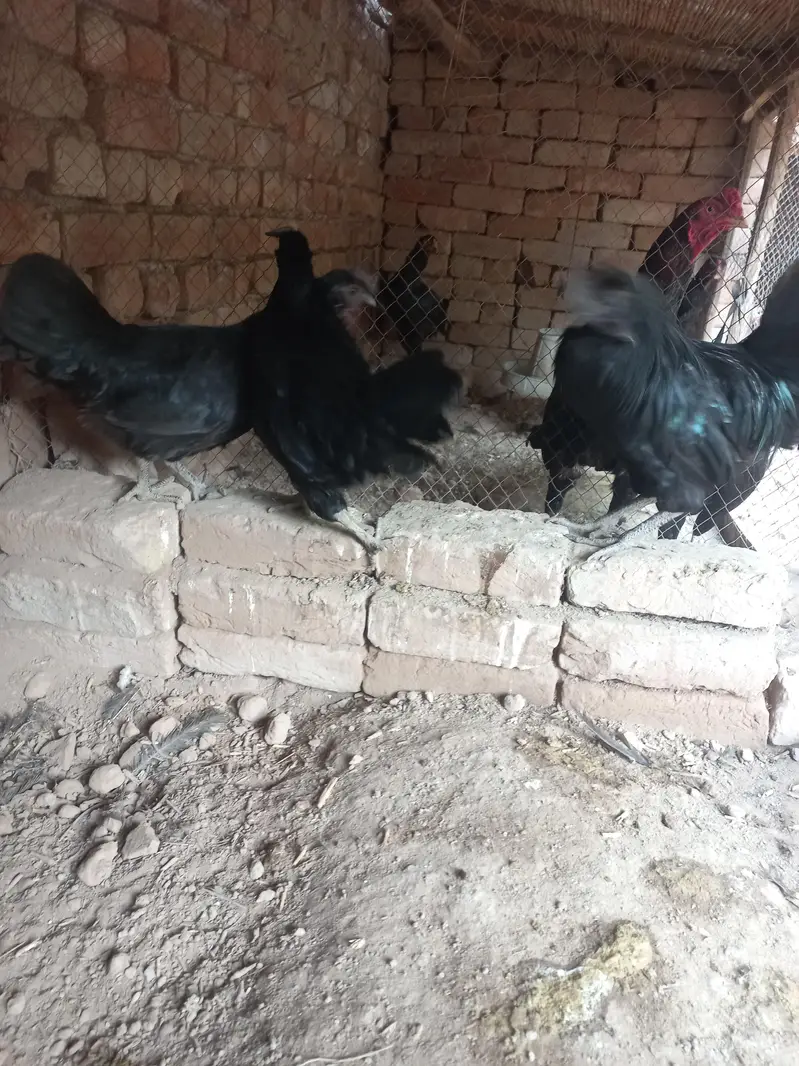 Ayeam samani egg laying 1 male 2 female — photo 5