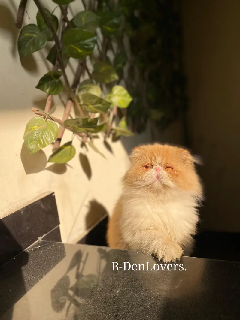 peke peki male for meeting stud — photo 2