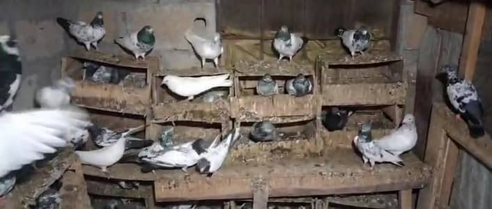 breeder jury