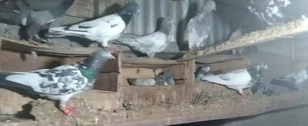 breeder jury — photo 2