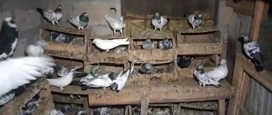breeder jury — photo 4