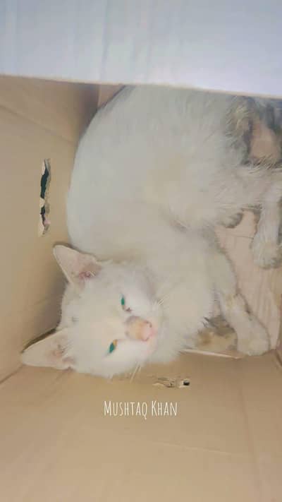 cat wight