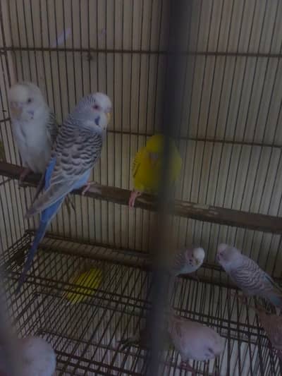 German fallow 03497322796 good marking healthy active birds
