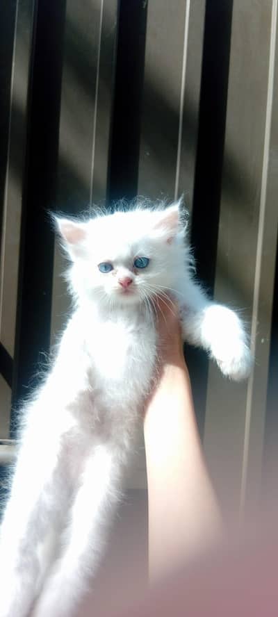 blue eyes