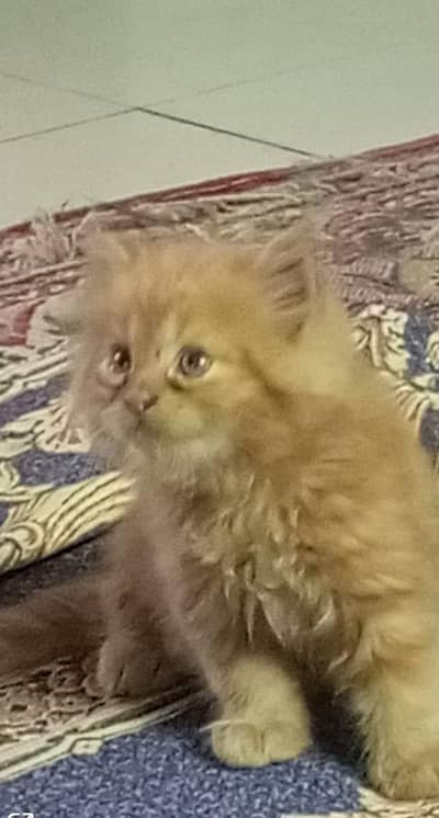 Demanding ginger kitten Available