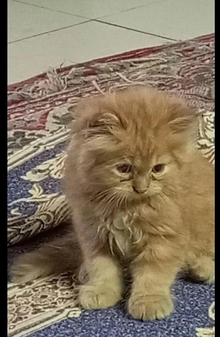 Demanding ginger kitten Available — photo 2