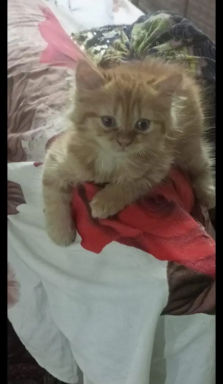 Demanding ginger kitten Available — photo 3