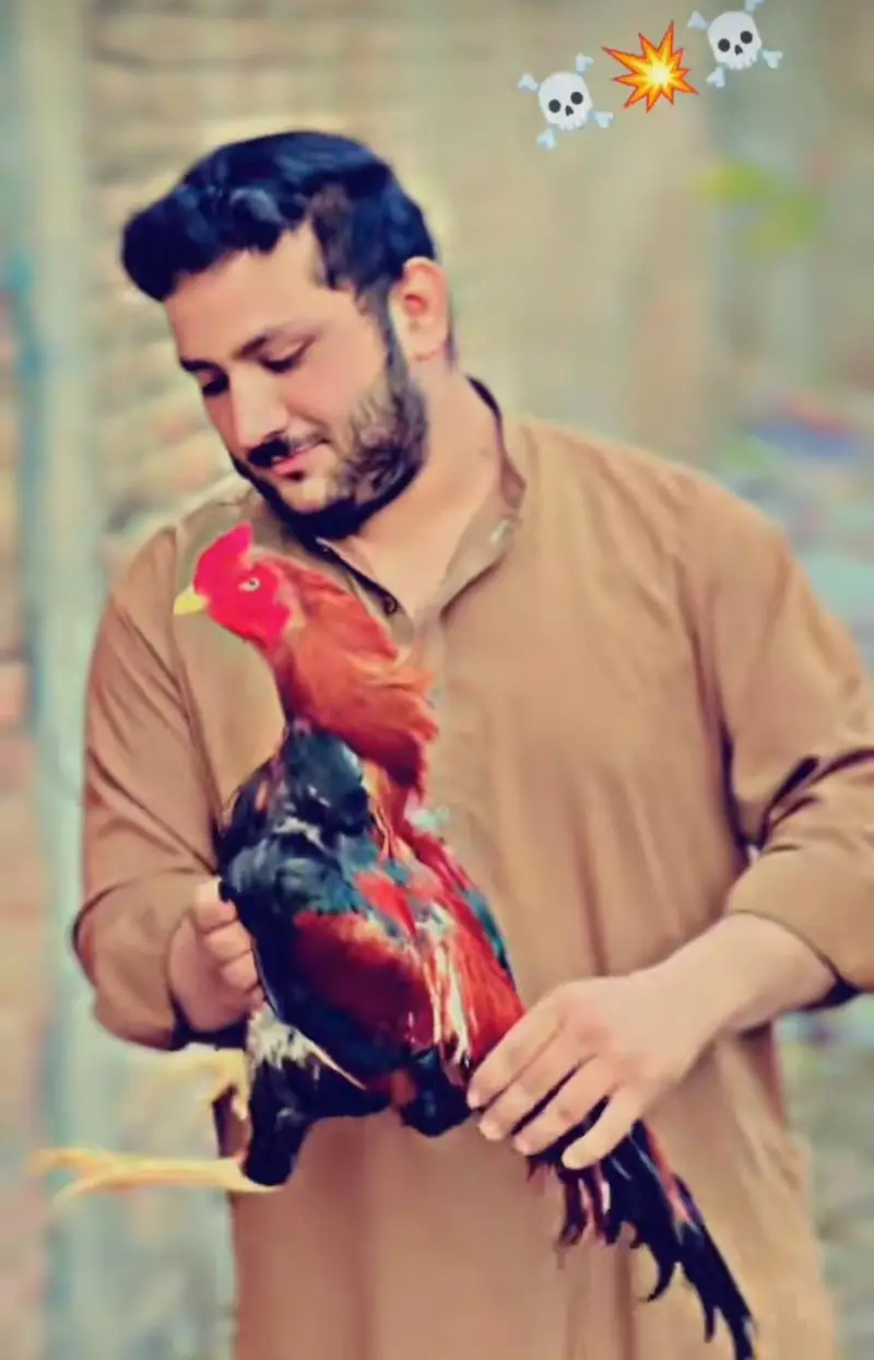 aseel full murga hai 10by10 samj ay mese kry nbm nichy h — photo 2