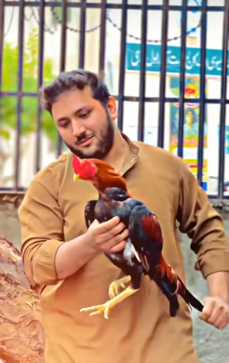aseel full murga hai 10by10 samj ay mese kry nbm nichy h — photo 4