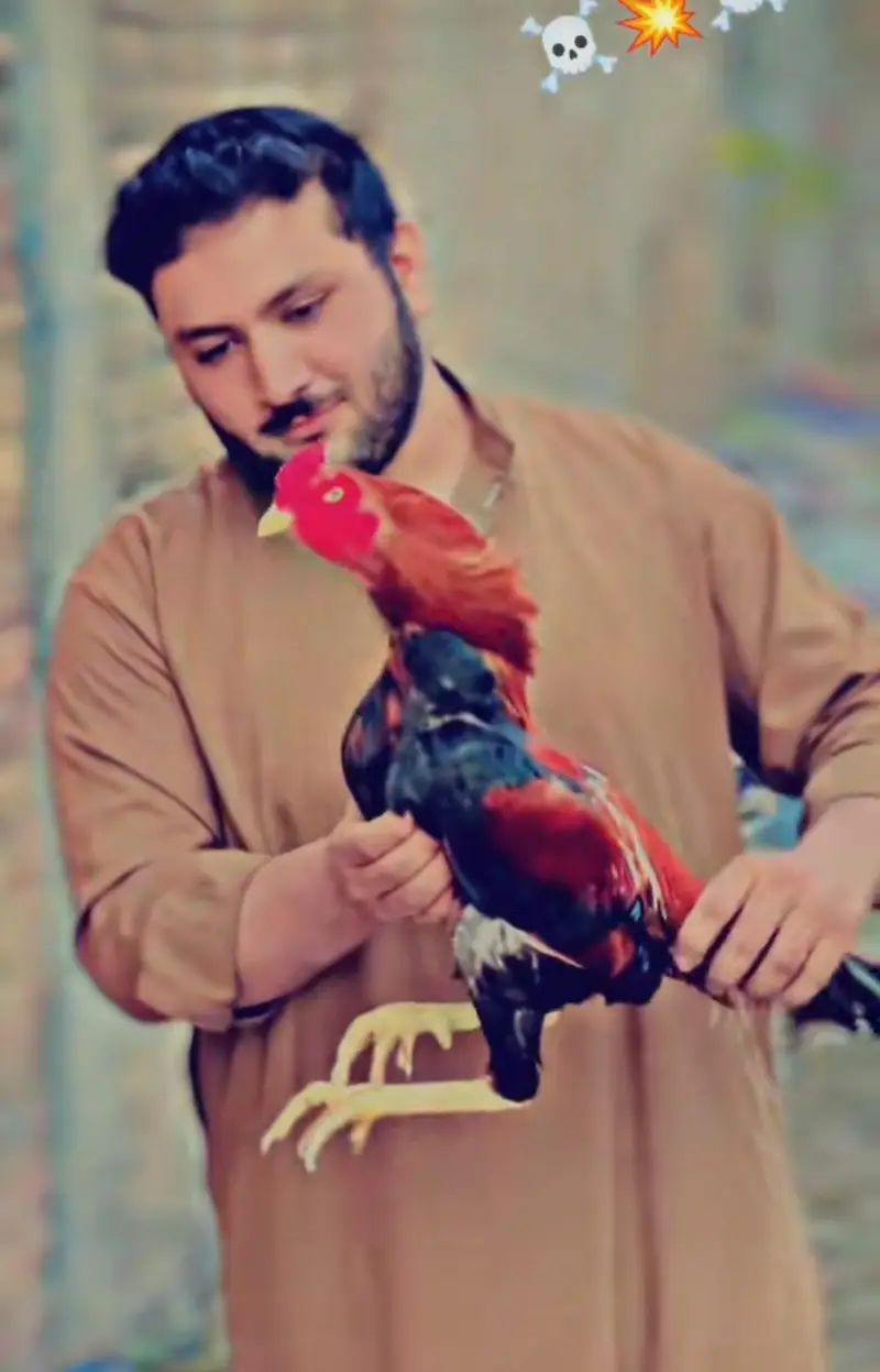 aseel full murga hai 10by10 samj ay mese kry nbm nichy h — photo 5