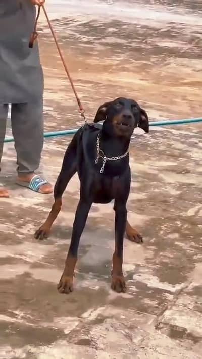 DOBARMAN YOUNG MALE BOY AVAILABLE
