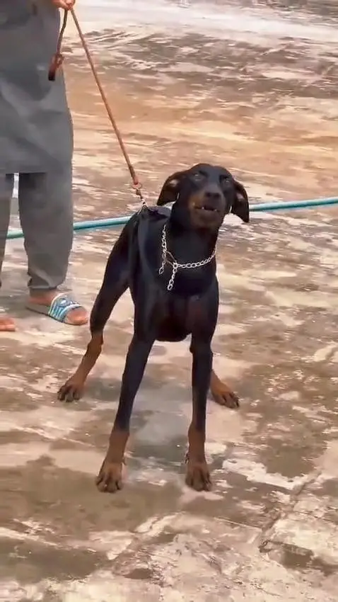 DOBARMAN YOUNG MALE BOY AVAILABLE