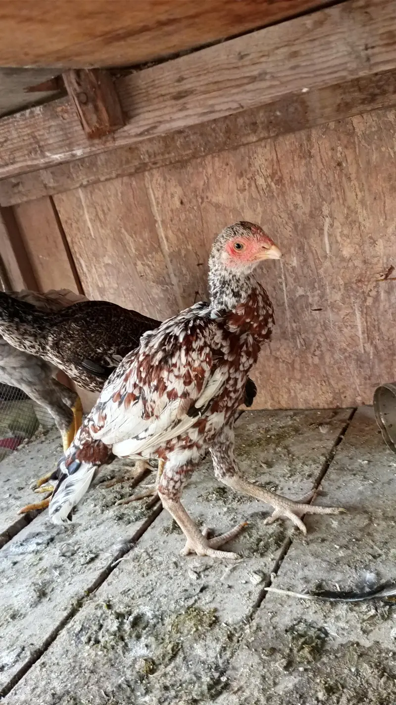 aseel active and healthy pathiya — photo 2