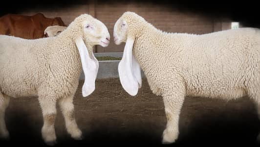 kajla pair