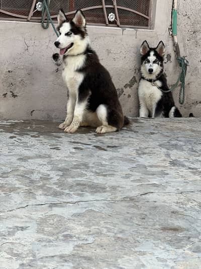 Siberien husky