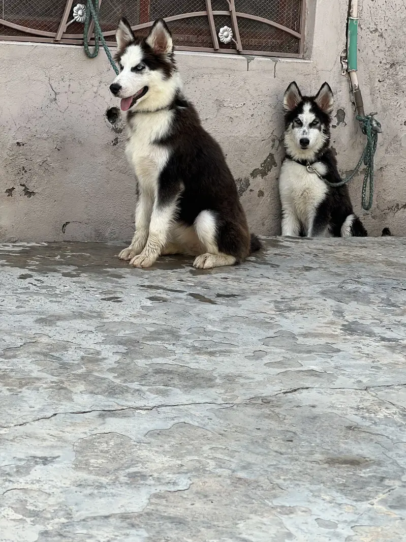 Siberien husky