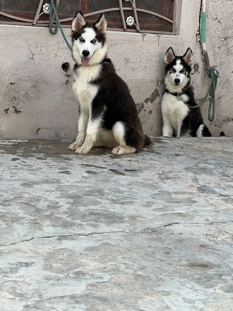 Siberien husky — photo 2
