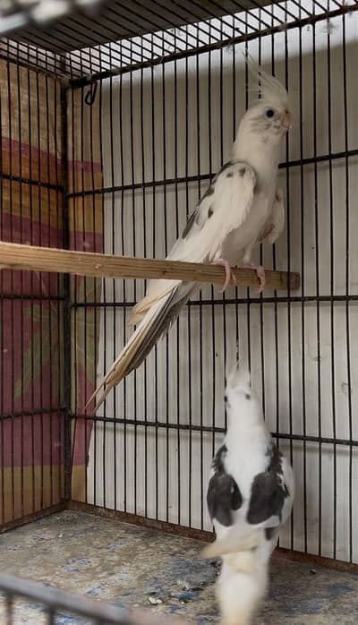 cockatiel for sell