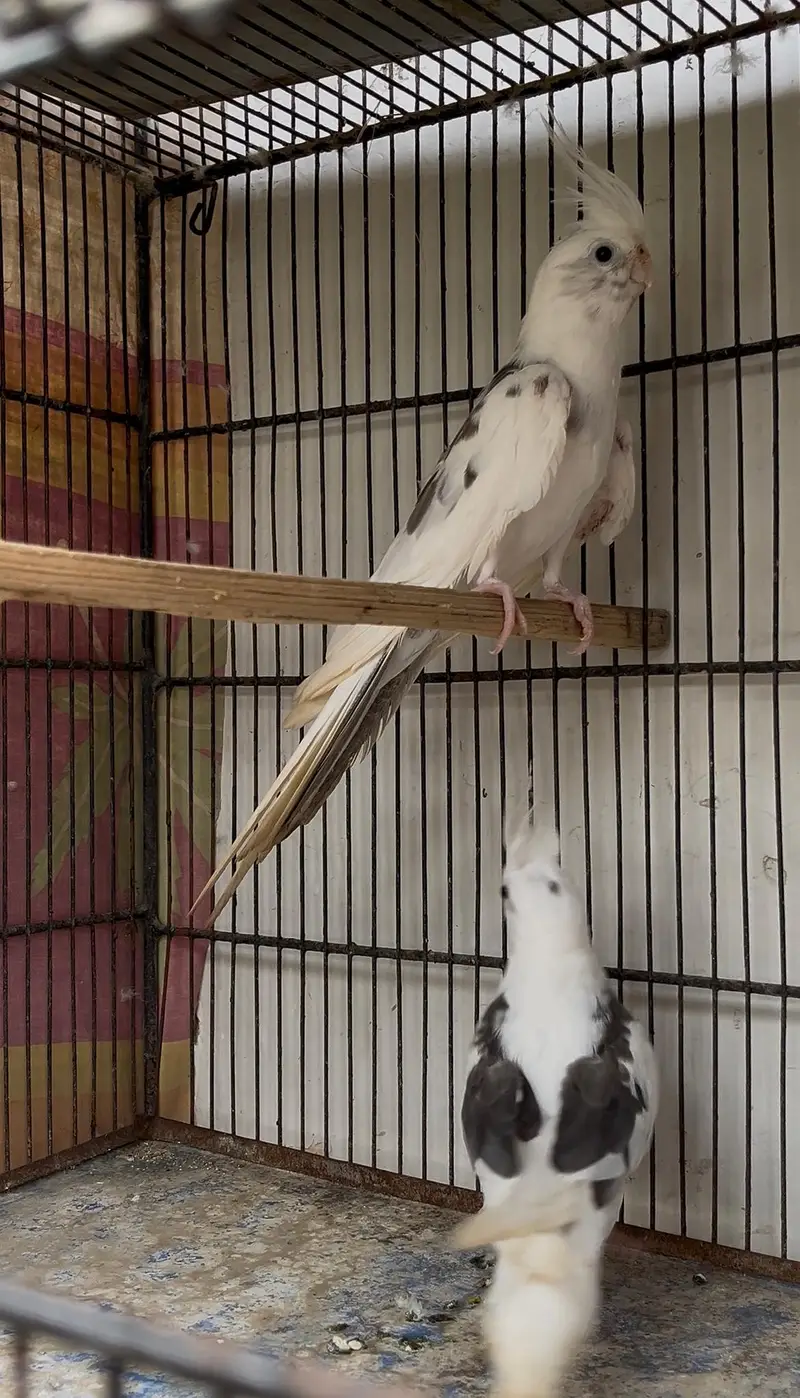 cockatiel for sell