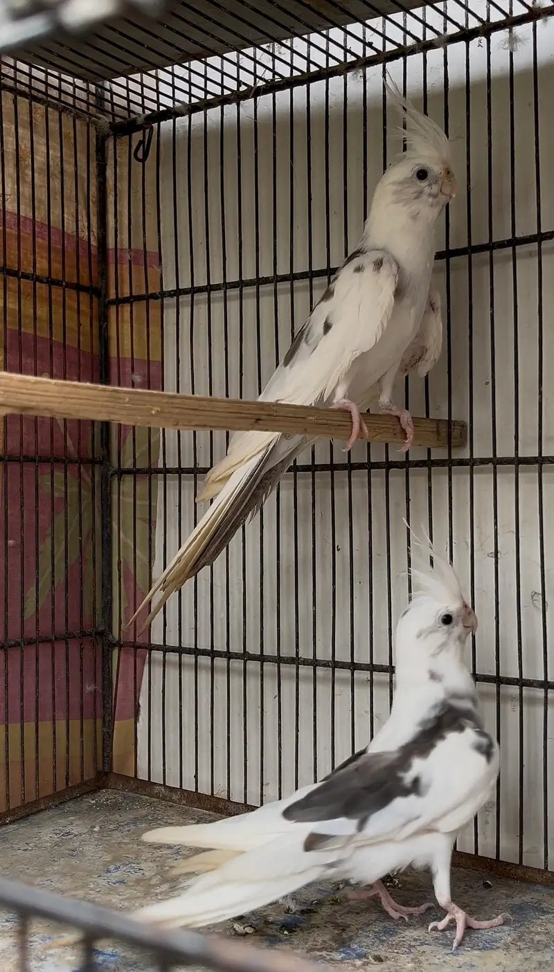 cockatiel for sell — photo 2
