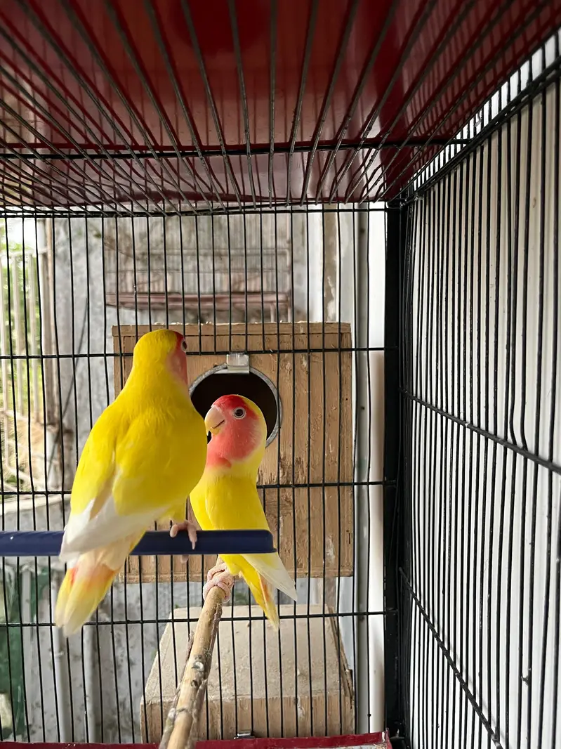 cockatiel for sell — photo 3