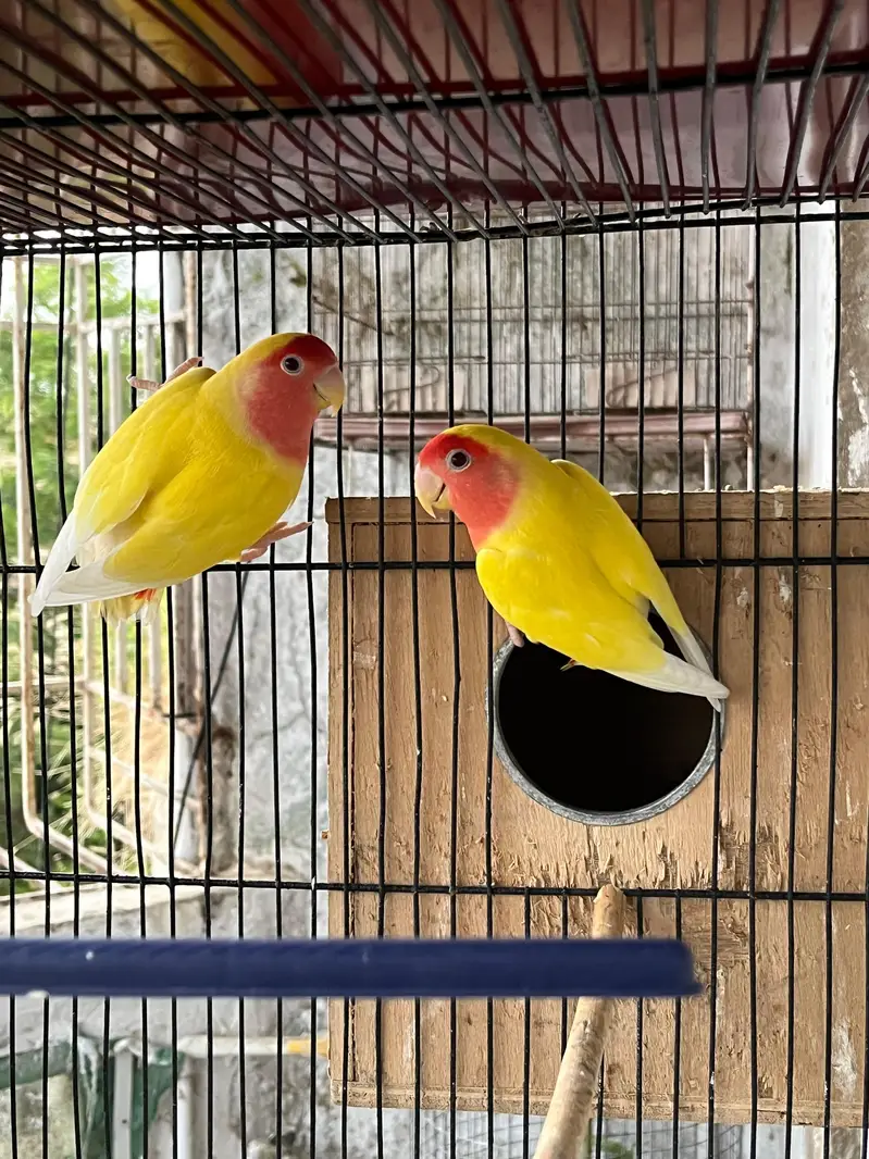 cockatiel for sell — photo 4