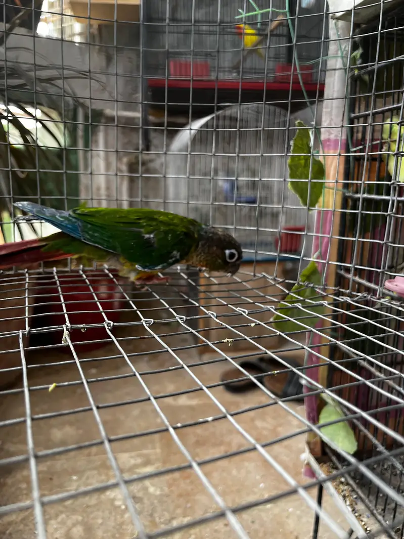 cockatiel for sell — photo 5