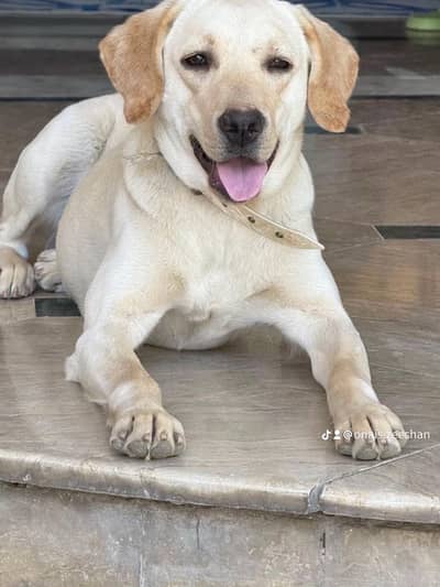 Labrador dog