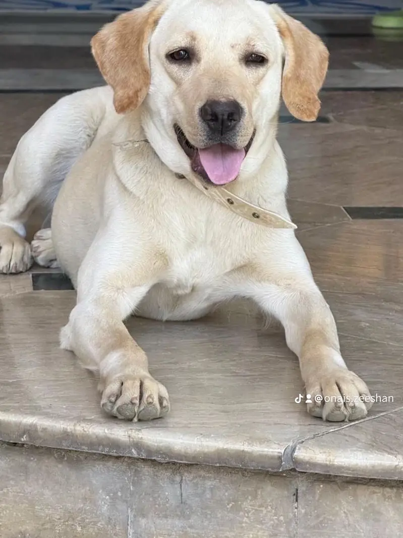 Labrador dog
