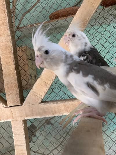 love birds healthy aur active pair