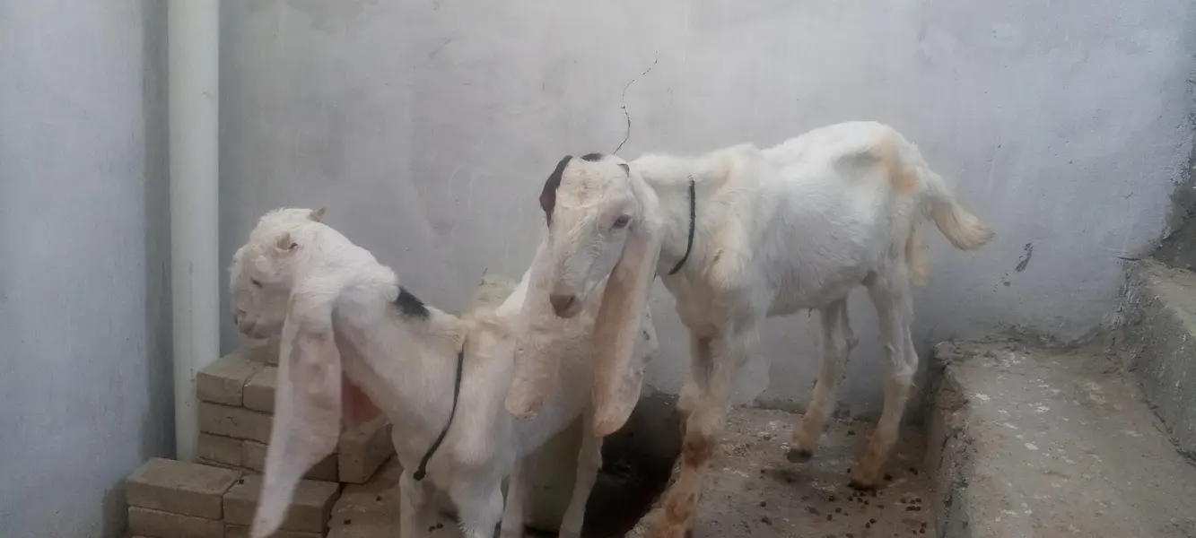 yah do bacche Hain gulabi he 3 mahine ke Hain 60000 — photo 4