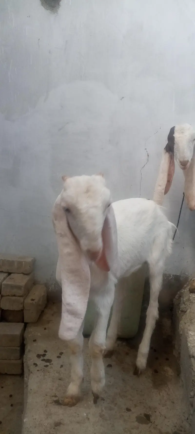 yah do bacche Hain gulabi he 3 mahine ke Hain 60000 — photo 5
